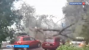 В Уфе из-за сильного ветра дерево рухнуло на припаркованные автомобили