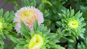 Вечерняя прогулка по саду//🌺