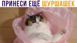 Принеси мне ещё ШУРШАШЕК))) Приколы с котами