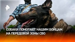 Антидроновая собака помогает военным и чувствует беспилотники ВСУ за сотни метров