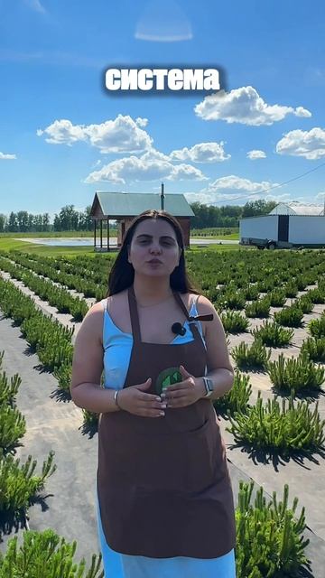 Предзаказ хвойных на осень открыт 🌲