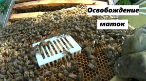 Освобождение маток из изоляции