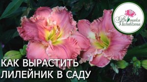Как вырастить лилейник