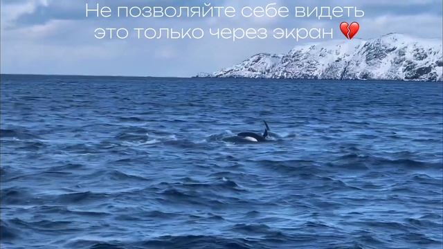 🐋 А вы мечтаете увидеть китов?