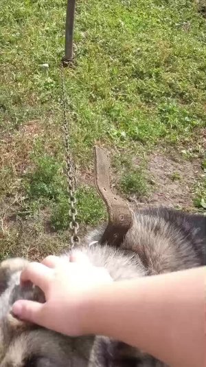 животные