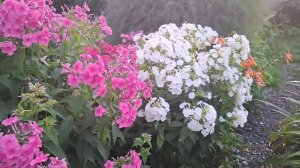кубанской привет