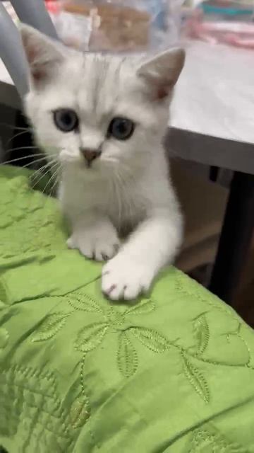 Котик шотландец