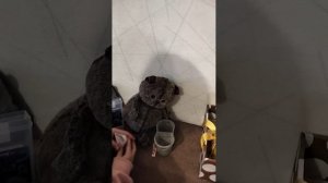 Панди заболел 🤧 часть2️⃣
