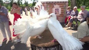 Сим. Белорусские торжки.