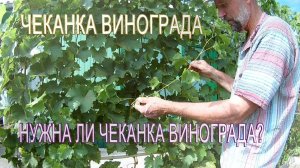 Нужна ли чеканка винограда?Чеканка винограда в августе.Работы с виноградом в августе