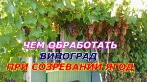 Чем обработать виноград во время созревания.Обработка винограда содой пищевой.