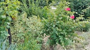 Обзор цветника, в котором сегодня работала.