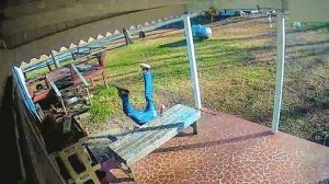 America′s Funniest Home Videos 💥 When Things Go From Bad To Worse 🫣 Funniest Moments