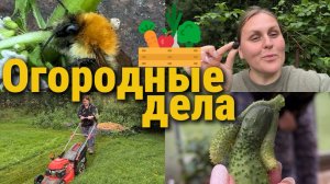 Не удалось покосить, зато собрали урожай и спасли шмеля