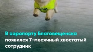 В аэропорту Благовещенска появился 7-месячный хвостатый сотрудник