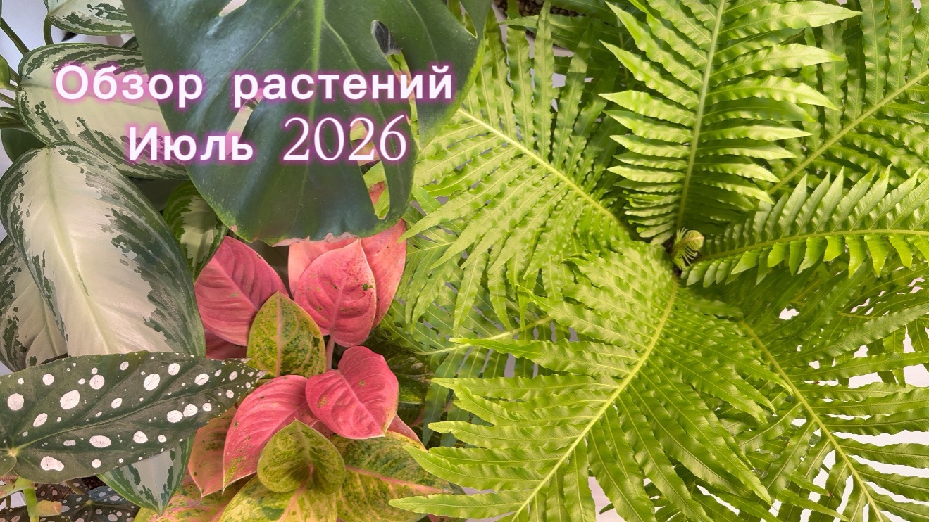 Обзор растений. Июль 2026.