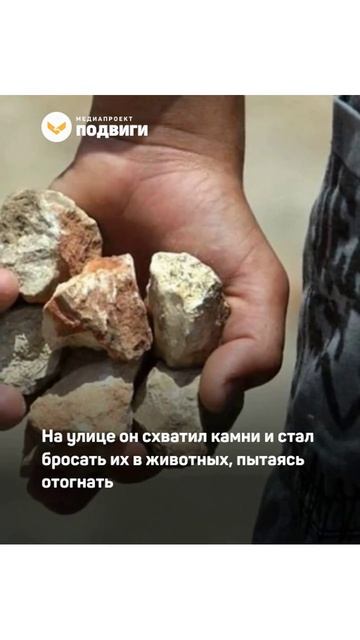 В Астрахани 15-летний подросток, рискуя собой, спас мальчика от стаи агрессивных собак