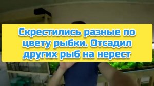 Скрестились разные по цвету рыбки. Отсадил других рыб на нерест