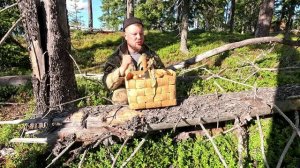 ГРИБНИК НЕ ОЖИДАЛ ТАКОГО. НАШЁЛ ЦЕННЫЕ ГРИБЫ В ЛЕСУ. СЧАСТЬЕ ОТ СБОРА ГРИБОВ