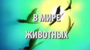 В мире животных