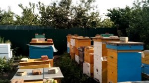 Несут мёд 🍯.Пасека растёт в верх. Душа поёт 🪗.