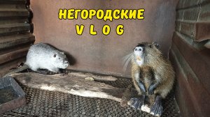 Нутрии. Кормим и наблюдаем. 23.07.26