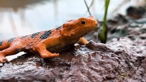 СПИНОЗАВР против ТИРАННОЗАВРА против Ди-РЕКСА и МОЗАЗАВРА 🦖 Динозавры