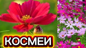 КОСМЕИ качаются на лёгком ветерке
Цветы из детства моего