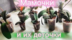 Мамочки и их деточки после пересадки .. И мы снова ждем приплод