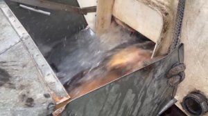 Привоз карпа 400 кг на большой водоём