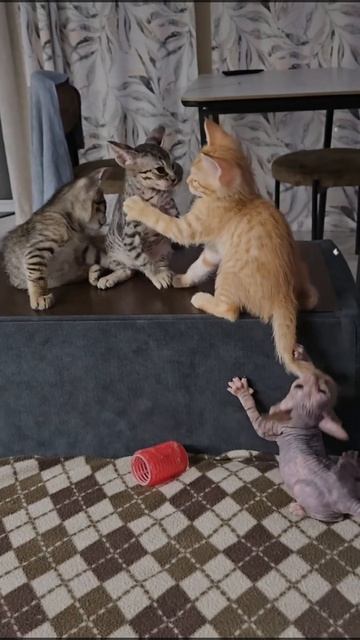 Котёнок Кузя 🐈 Kuzya The Kitten