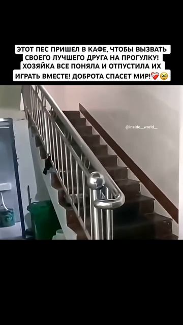 ОН ПРИШЕЛ ПОЗВАТЬ ЕГО ИГРАТЬ! #милота #животные #рек #собака#друзья