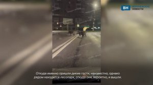 Шествующие по улице воронежские кабаны попали на видео
