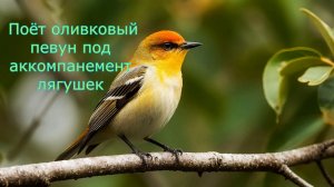 Болотная мелодия: послушай, как поёт оливковый певун под аккомпанемент лягушек