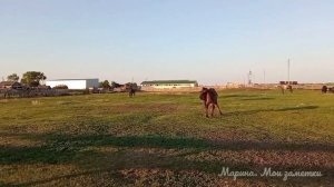 Без коня и деревня не та