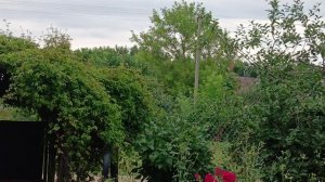 Сначала было грустно   Сыр Ярлсберг