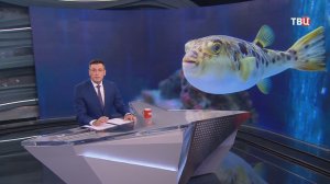 Вылов фугу рыбаками Приморья и Сахалина приобрел массовый характер
