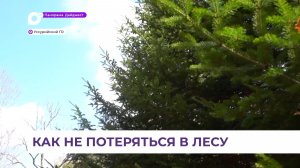 В Приморье с началом грибного сезона спасатели десятками выводят из леса заблудившихся