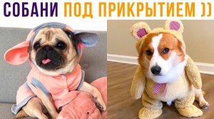 Собани под прикрытием))) Приколы с собаками