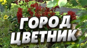 В Выставочном сквере расцвела центральная клумба