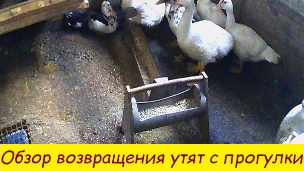 Обзор захода утят с прогулки