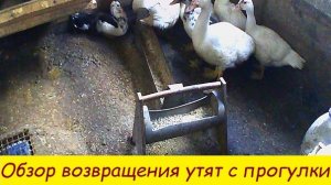 Обзор захода утят с прогулки