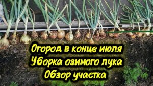 Огород в конце июля. Уборка озимого лука. Обзор участка. Полезные советы