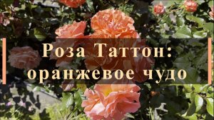 Роза Таттон: оранжевое чудо