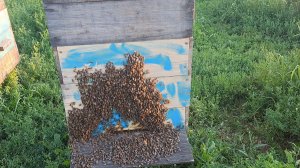 Начались воровские настроения. Закрыл летковые вкладыши.Разграбление апатичной семьи