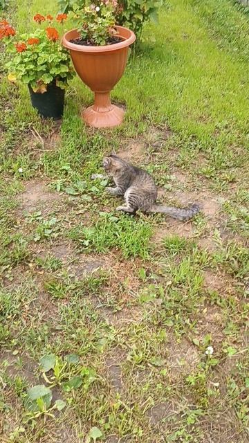 Котик мышелов.