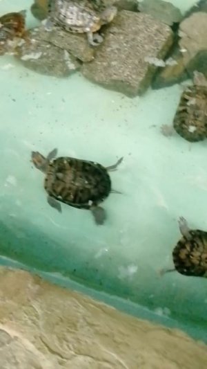 После Алтайских гор — в центр Сибири! Черепахи в Новосибирске 🐢