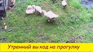 Утренний выход на прогулку