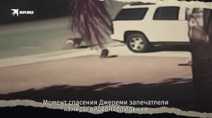 Бросилась в атаку: как кошка Тара спасла мальчика от нападения собаки