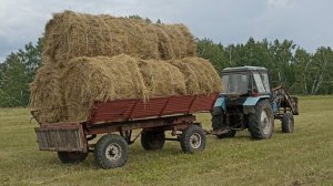 Вывозка сена !важная часть в сенокосе !как вывожу рулоны с поля! сколько вышло рулонов в целом